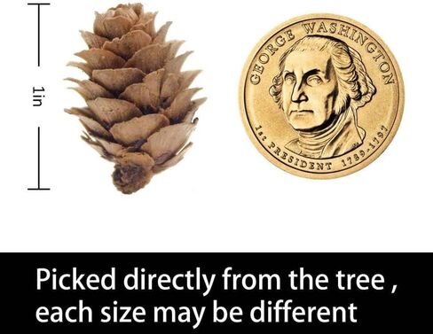 Deloky 150 Pcs Christmas Natural Mini Pine Cones- 2CM Thanksgiving Small Pinecones Ornaments Vase Fillers for DIY Crafts, Home Decorations, Fall and Christmas, Wedding Decor in Saudi Arabia