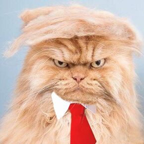 زي شعر مستعار للقطط للحيوانات الأليفة، لعبة ملابس لرأس الكلب للهالوين والكريسماس والحفلات والمهرجانات in Kuwait