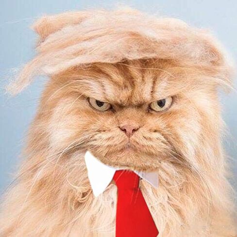 Cat Wig Pet Costume, Dog Head Wear Apparel Toy for Halloween, Christmas, Parties, Festivals in Kuwait