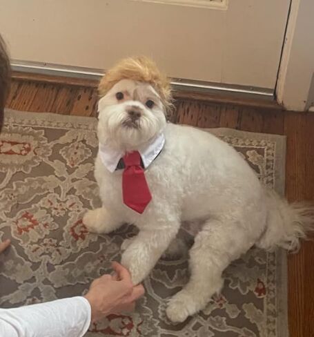 Cat Wig Pet Costume, Dog Head Wear Apparel Toy for Halloween, Christmas, Parties, Festivals in Kuwait