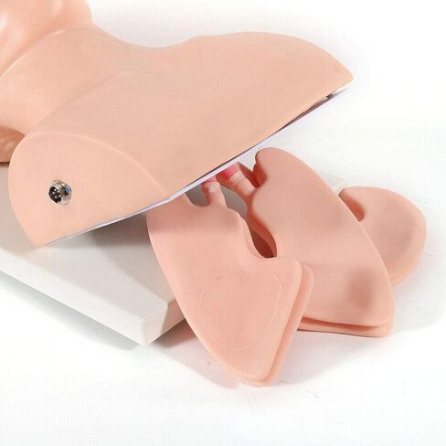 Oral l Intubation Training Operation 110-220V Adult Intubation Manikin Teaching Model Electronic Silicone Airway Management Trainer Tracheal Simulator Model Science Lab Education in Saudi Arabia