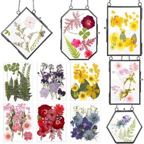 5 Pcs Glass Frame for DIY Pressed Flowers Art Brass Hanging Photo Picture Frame with Chain and 6 Styles Pressed Flowers Collage Glass Craft Frames for Wall Decor Display Gallery (Black)