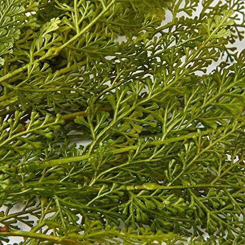 Factory Direct Craft Fern Bush-(3 Bushes) Softly Flocked Vinyl Fern Has a Mossy Outdoor Look for Realism. The Natural Green Coloring Makes Them Perfect for Centerpieces, or Rearrangement of Florals in Kuwait