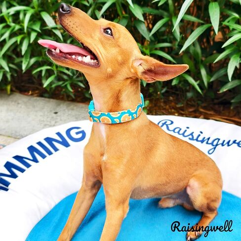 Cute Dog Collar Beige Flower Pattern for Boys and Girls Holiday Dog Collars Summer Fall Gift Adjustable for Small to Medium Breed Dogs (XS) in Kuwait