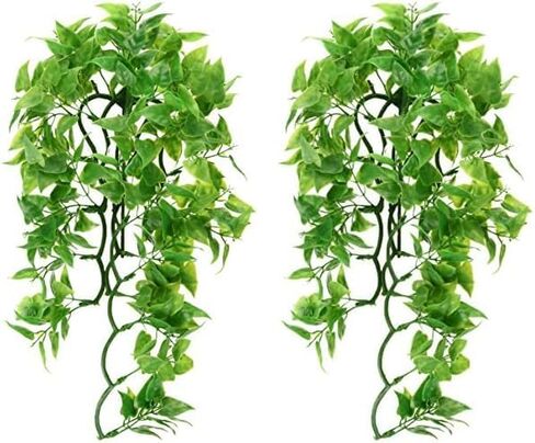 Zoo Med Laboratories SZMBU20 Natural Bushy Mexican Phyllo, Medium in Saudi Arabia