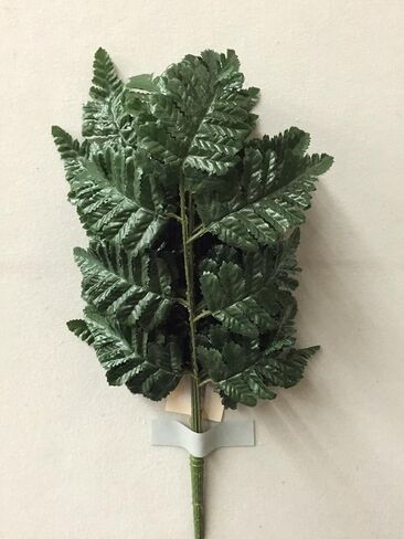 Leather Leaf Fern Bush in Saudi Arabia