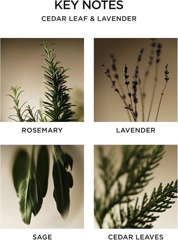 NEST New York Reed Diffuser Liquid Refill Bundle, Bamboo - Includes Three 5.9 fl oz Refill Bottles in Saudi Arabia