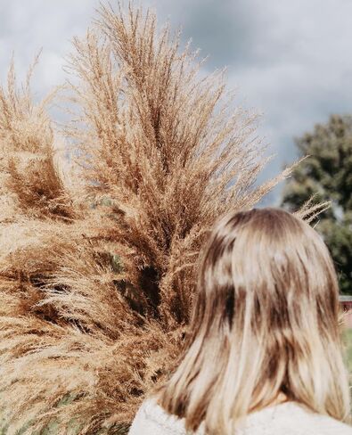 46" inch 10 Stems Natural Pampas Grass Decor Tall, Pompas Grass, Tall Pampas Grass for Weddingm, Farmhouse, Boho Home Decor (Beige) in Saudi Arabia