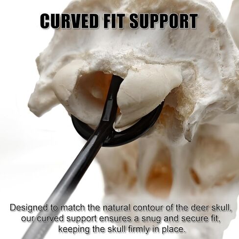 European Mount Skull Hanger, Table Deer Skull Mount Hanger for Hanging Deer Head, Pronghorn and Other Smaller Skulls, Euro Mount Skull Hanger Taxidermy Dear Head Mount for Desk Shelf Display in Saudi Arabia