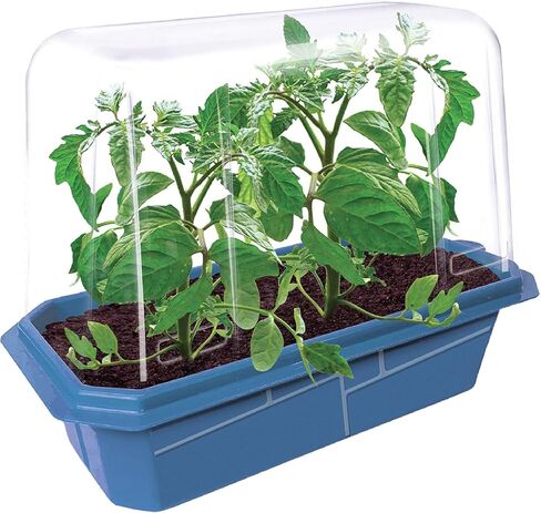 Grow Your Own Bananas - Indoor Banana Growing Kit - Cultivate Edible Mini Bananas at Home - Plants Grow up to 1 Foot per Month - Easy & Fun for All Ages in Saudi Arabia