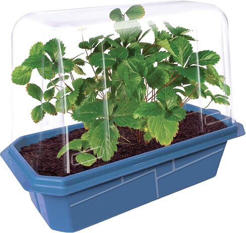 Grow Your Own Bananas - Indoor Banana Growing Kit - Cultivate Edible Mini Bananas at Home - Plants Grow up to 1 Foot per Month - Easy & Fun for All Ages in Saudi Arabia