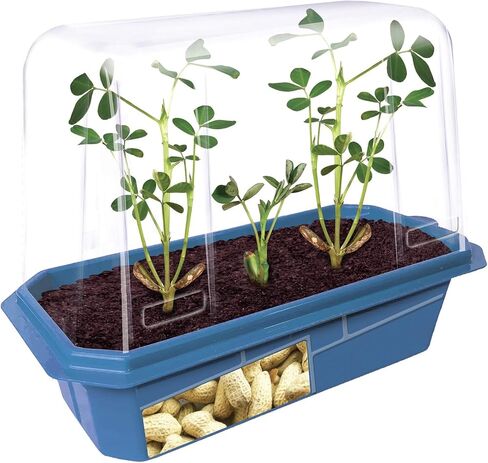 Grow Your Own Bananas - Indoor Banana Growing Kit - Cultivate Edible Mini Bananas at Home - Plants Grow up to 1 Foot per Month - Easy & Fun for All Ages in Saudi Arabia