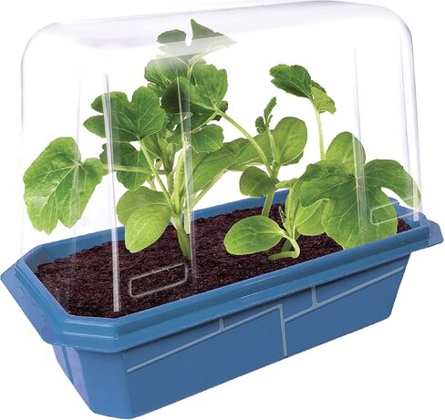 Grow Your Own Bananas - Indoor Banana Growing Kit - Cultivate Edible Mini Bananas at Home - Plants Grow up to 1 Foot per Month - Easy & Fun for All Ages in Saudi Arabia