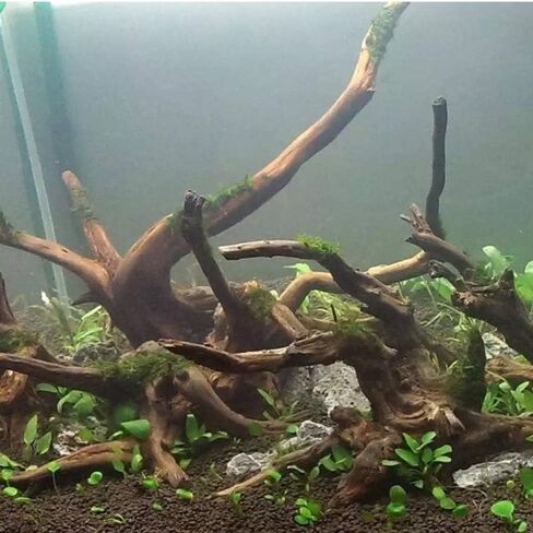Hamiledyi Driftwood لحوض السمك، 5 عبوات من خشب الزواحف الطبيعية العنكبوتية، فروع متنوعة لديكور حوض السمك، ديكور حوض الأسماك (7-9 بوصة). in Kuwait