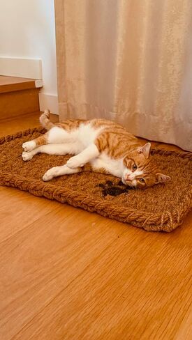 AgnesGP Handcrafted Coco Coir Cat Bed - 30x18x1.6" Organic, Comfortable, Durable Oasis for Cats - Premium Quality, Stylish Design, and Eco-Friendly Haven. in Saudi Arabia