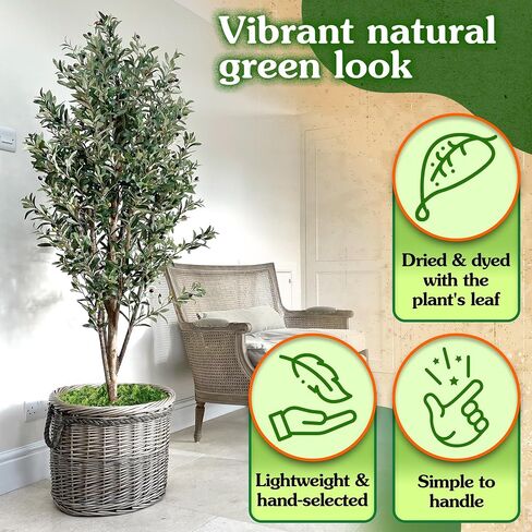 Green Craft Moss, Real Forest Moss for Planters, Decorative Moss for Table Centerpieces Wedding Christmas Fairy Party Decor, Forest Moss for Indoor Planters, DIY Project 7 Oz in Saudi Arabia