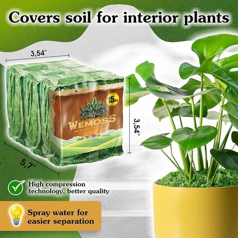 Green Craft Moss, Real Forest Moss for Planters, Decorative Moss for Table Centerpieces Wedding Christmas Fairy Party Decor, Forest Moss for Indoor Planters, DIY Project 7 Oz in Saudi Arabia