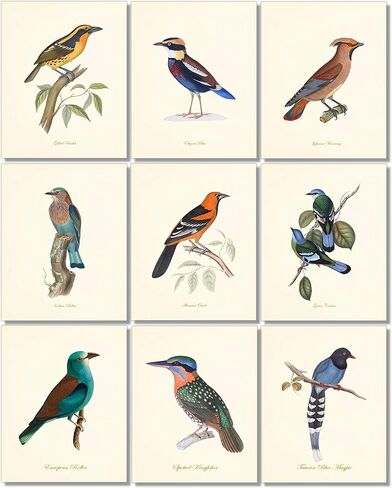 مطبوعات فنية لطيور عتيقة - ديكور حائط - طيور أودوبون - هدية لمحبي الطيور - عمل فني مطبوع جيكلي - مجموعة من 6 قطع - غير مؤطرة (8 × 10) in Kuwait