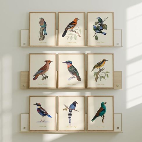 مطبوعات فنية لطيور عتيقة - ديكور حائط - طيور أودوبون - هدية لمحبي الطيور - عمل فني مطبوع جيكلي - مجموعة من 6 قطع - غير مؤطرة (8 × 10) in Kuwait