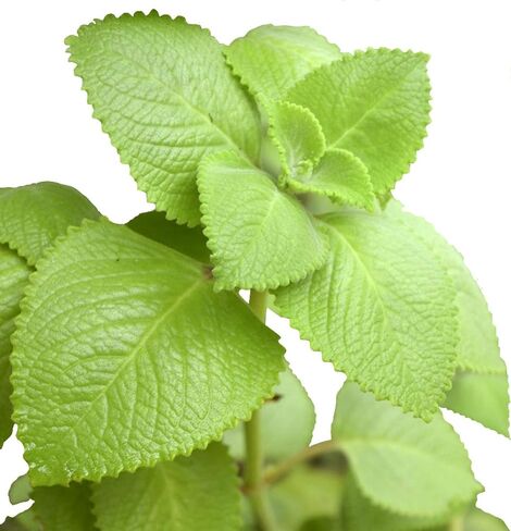 2 الكوبية oregano in Saudi Arabia
