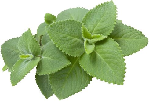 2 الكوبية oregano in Saudi Arabia