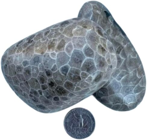 Small, Medium or Large Single Premium Petoskey Stone | Tumbled | Northern Michigan | Great Lakes | White, Grays, Brown in Saudi Arabia