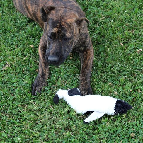 SPOT Mini Skinneeez | Stuffless Dog Toy with Squeaker For All Dogs | Tug-Of-War Toy For Small and Large Breeds | 15" | Arctic Animal Assorted Design | By Ethical Pet in Saudi Arabia