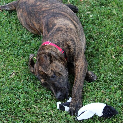 SPOT Mini Skinneeez | Stuffless Dog Toy with Squeaker For All Dogs | Tug-Of-War Toy For Small and Large Breeds | 15" | Arctic Animal Assorted Design | By Ethical Pet in Saudi Arabia