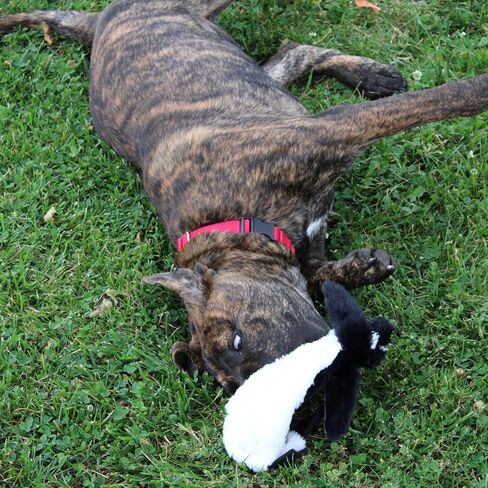 SPOT Mini Skinneeez | Stuffless Dog Toy with Squeaker For All Dogs | Tug-Of-War Toy For Small and Large Breeds | 15" | Arctic Animal Assorted Design | By Ethical Pet in Saudi Arabia
