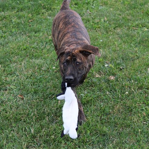 SPOT Mini Skinneeez | Stuffless Dog Toy with Squeaker For All Dogs | Tug-Of-War Toy For Small and Large Breeds | 15" | Arctic Animal Assorted Design | By Ethical Pet in Saudi Arabia