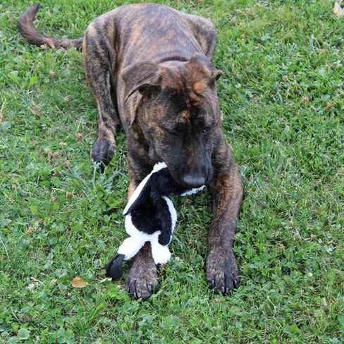 SPOT Mini Skinneeez | Stuffless Dog Toy with Squeaker For All Dogs | Tug-Of-War Toy For Small and Large Breeds | 15" | Arctic Animal Assorted Design | By Ethical Pet in Saudi Arabia