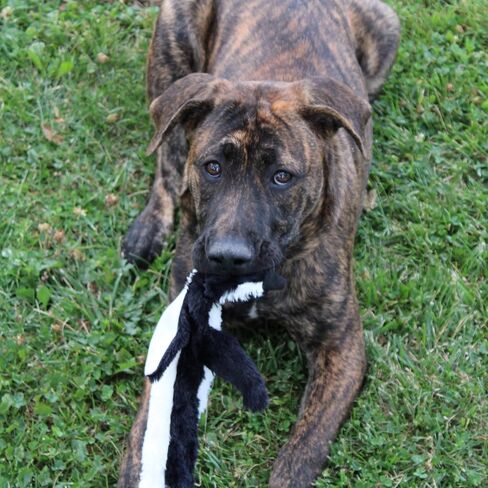 SPOT Mini Skinneeez | Stuffless Dog Toy with Squeaker For All Dogs | Tug-Of-War Toy For Small and Large Breeds | 15" | Arctic Animal Assorted Design | By Ethical Pet in Saudi Arabia