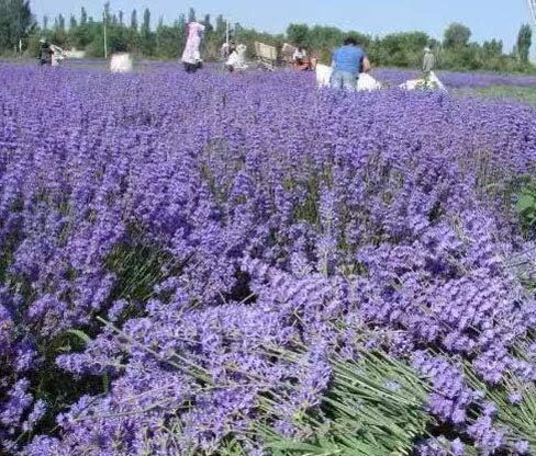 Natural Dried Lavender Buds. Cloakroom Deodorant, Handmade Candles. 200 g Dry Lavender Buds Bulk Wholesale Fragrant in Saudi Arabia