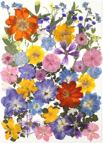 15 Types 48pcs Real Dried Pressed Flowers Leaf Plant Herbarium for DIY Resin Jewelry Making Floral Decors (Pink) in Kuwait