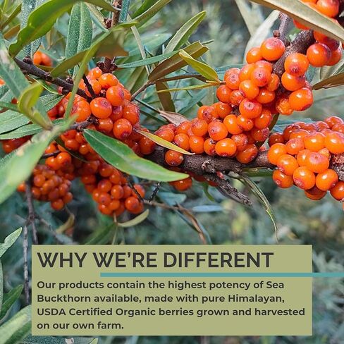 زيت بذور نبق البحر، مصنوع من نبق البحر العضوي، 60 كبسولة هلامية (عبوة من 2) in Kuwait