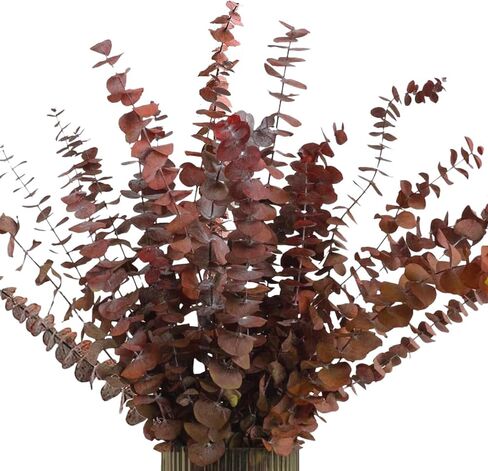 Red Colored Eucalyptus Leaves/Stems, Natural - Dried - Perserved Eucalyptus, Real Plant, for Wedding, Home Decor, DIY, Total of 25 Pieces in Saudi Arabia