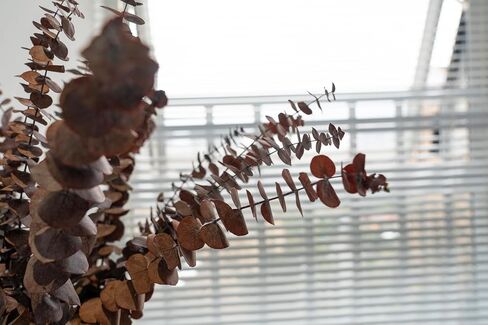 Red Colored Eucalyptus Leaves/Stems, Natural - Dried - Perserved Eucalyptus, Real Plant, for Wedding, Home Decor, DIY, Total of 25 Pieces in Saudi Arabia