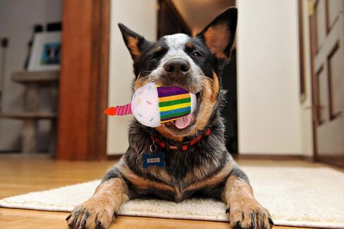 Dog Birthday Toys - 6 Pack Puppy Toys for Small and Medium Dogs - Plush Squeaky Crinkle - Cute Dog Birthday Gift in Saudi Arabia