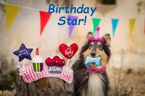 Dog Birthday Toys - 6 Pack Puppy Toys for Small and Medium Dogs - Plush Squeaky Crinkle - Cute Dog Birthday Gift in Saudi Arabia