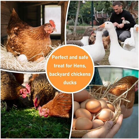 Chicken Nesting Herbs for Chicken Coop 10oz Chicken Nesting Box Herbs Chicken Herbs Chicken Feed Supplies Chicken Treats for Laying Hens in Saudi Arabia