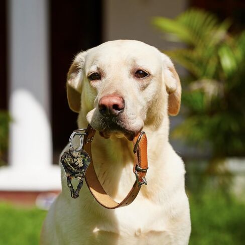 The Original Tick Key - Tick Detaching Device - Portable, Safe and Highly Effective Tick Detaching Tool (Breakup Country) in Saudi Arabia