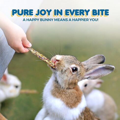 عصي التفاح من صن جرو، 7 أونصة من أعواد المضغ الخشبية للأرانب، والشنشيلا، والأرنب، والهامستر، والسنجاب، وخنازير غينيا، وعصي مضغ الحيوانات الأليفة الصغيرة بحجم 6 بوصات لطحن الأسنان، 40 في كل عبوة in Kuwait