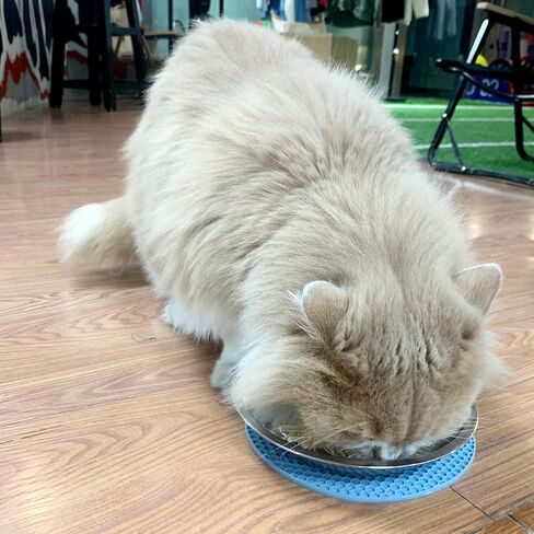 أطباق طعام للقطط الضحلة من الفولاذ المقاوم للصدأ طبق للقطط واسع وأطباق للكلاب الصغيرة وتخفيف التعب للقطط الصغيرة والجرو والهامستر 4 قطع (قطر 6.1 بوصة. in Kuwait