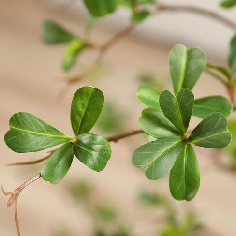 شجرة زيتون سوداء اصطناعية ، شجرة سيدة مظللة ذات 6 أقدام ، شجرة مزيفة مع زارع أبيض وطحال مزيف ، نباتات واقعية ومساحات خضراء لديكور المكتب المنزلي in Kuwait
