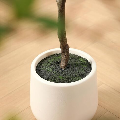 شجرة زيتون سوداء اصطناعية ، شجرة سيدة مظللة ذات 6 أقدام ، شجرة مزيفة مع زارع أبيض وطحال مزيف ، نباتات واقعية ومساحات خضراء لديكور المكتب المنزلي in Kuwait