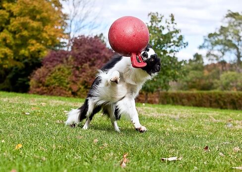 Jolly Pets Tug-n-Toss - Heavy Duty Chew Ball w/ Handle (Red, 8") in Kuwait