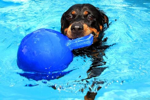 Jolly Pets Tug-n-Toss - Heavy Duty Chew Ball w/ Handle (Red, 8") in Kuwait