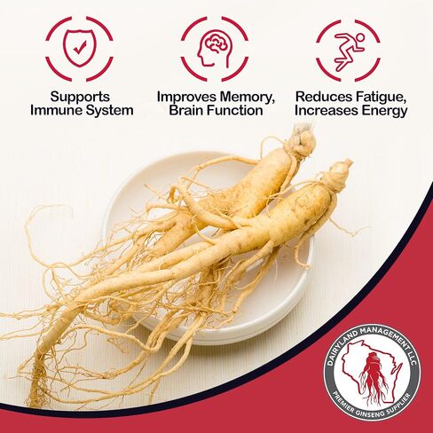 Dairyland American Ginseng Extract 2 fl Oz 西洋参提取物 ، سائل الجينسنغ الأصيلة في ويسكونسن للحصول على طاقة صحية ، حيوية ، مزاجية ، غير محددة للوقت المعدلة وراثيا ، مكمل عشب الجينسنغ للاستخدام اليومي in Kuwait