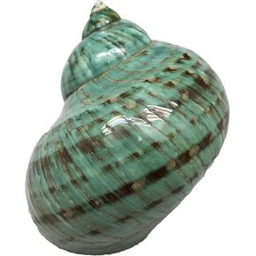 1PC Natural Fluorescent Conch.(3.5Inch ~4inch) Can be Used as Hermit Crab Replacement Shells, Fish Tank Aquarium Ornaments, etc… in Saudi Arabia