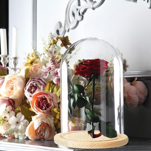 قبة زجاجية شفافة، قطعة مركزية على شكل جرس زجاجي على شكل قبة مع قاعدة خشبية، سهلة الاستخدام، حافظة عرض عملية على شكل جرس زجاجي لتخزين الزهور وديكور المنزل (8.3 × 3.5 بوصة) in Kuwait